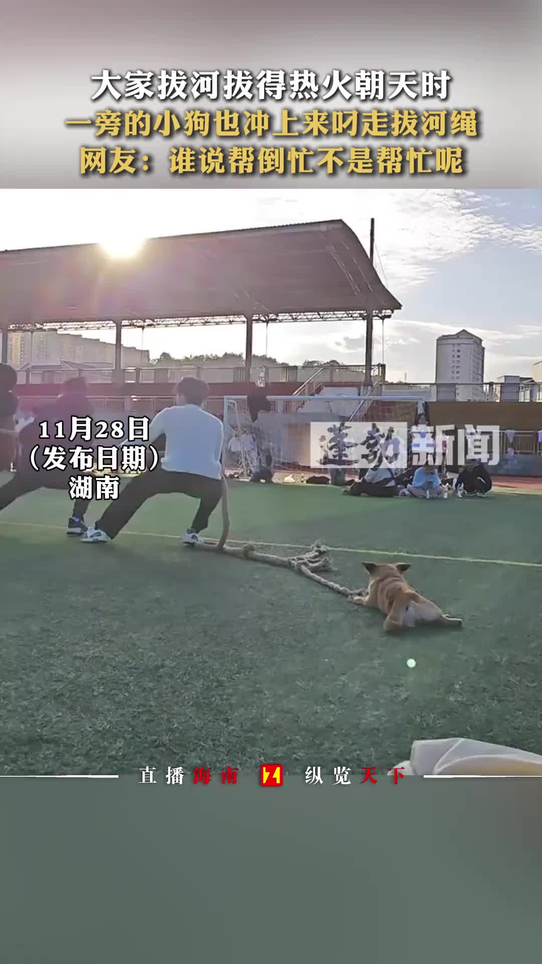 狗子也想出把力啊！！