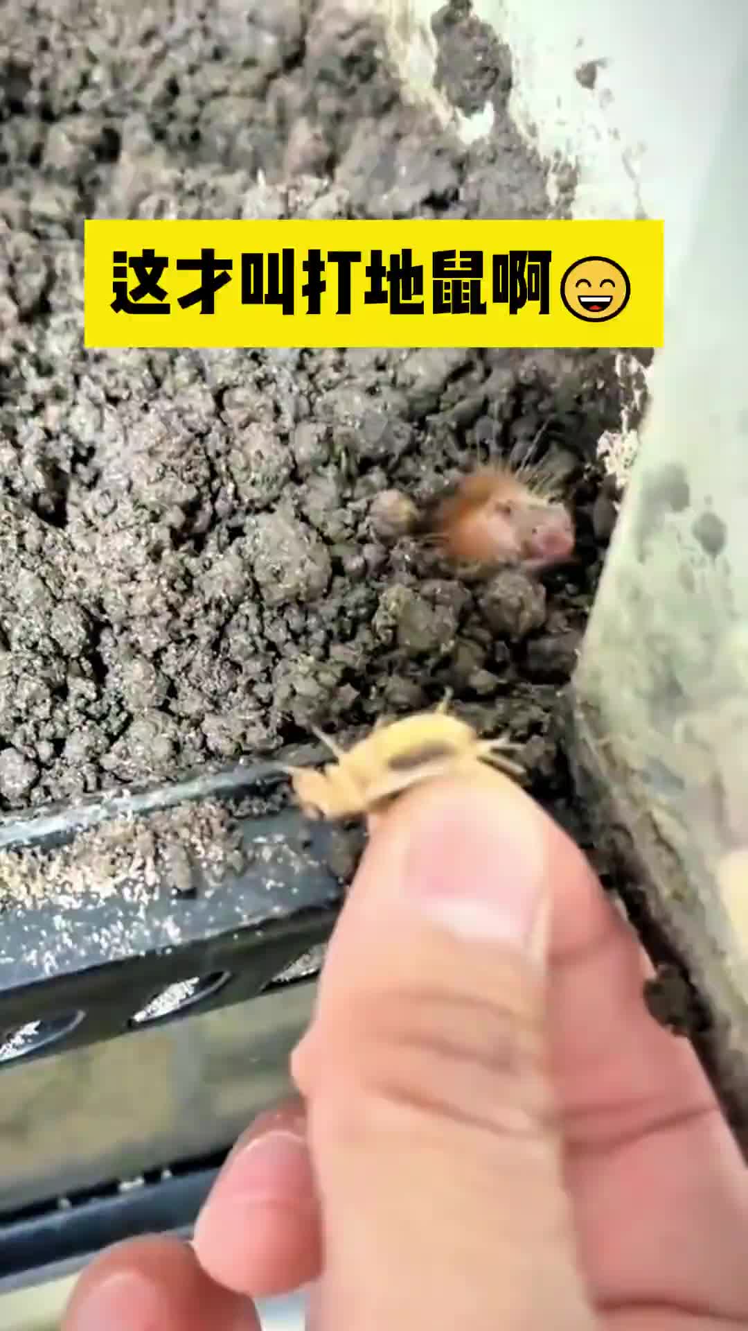有人知道这个是什么动物吗