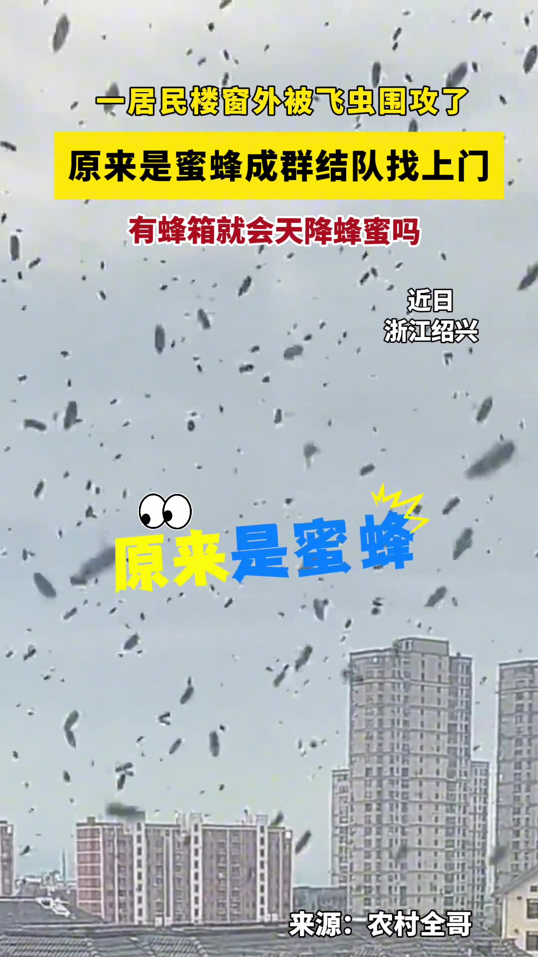 一居民楼窗外被飞虫围攻了，原来是蜜蜂成群结队找上门