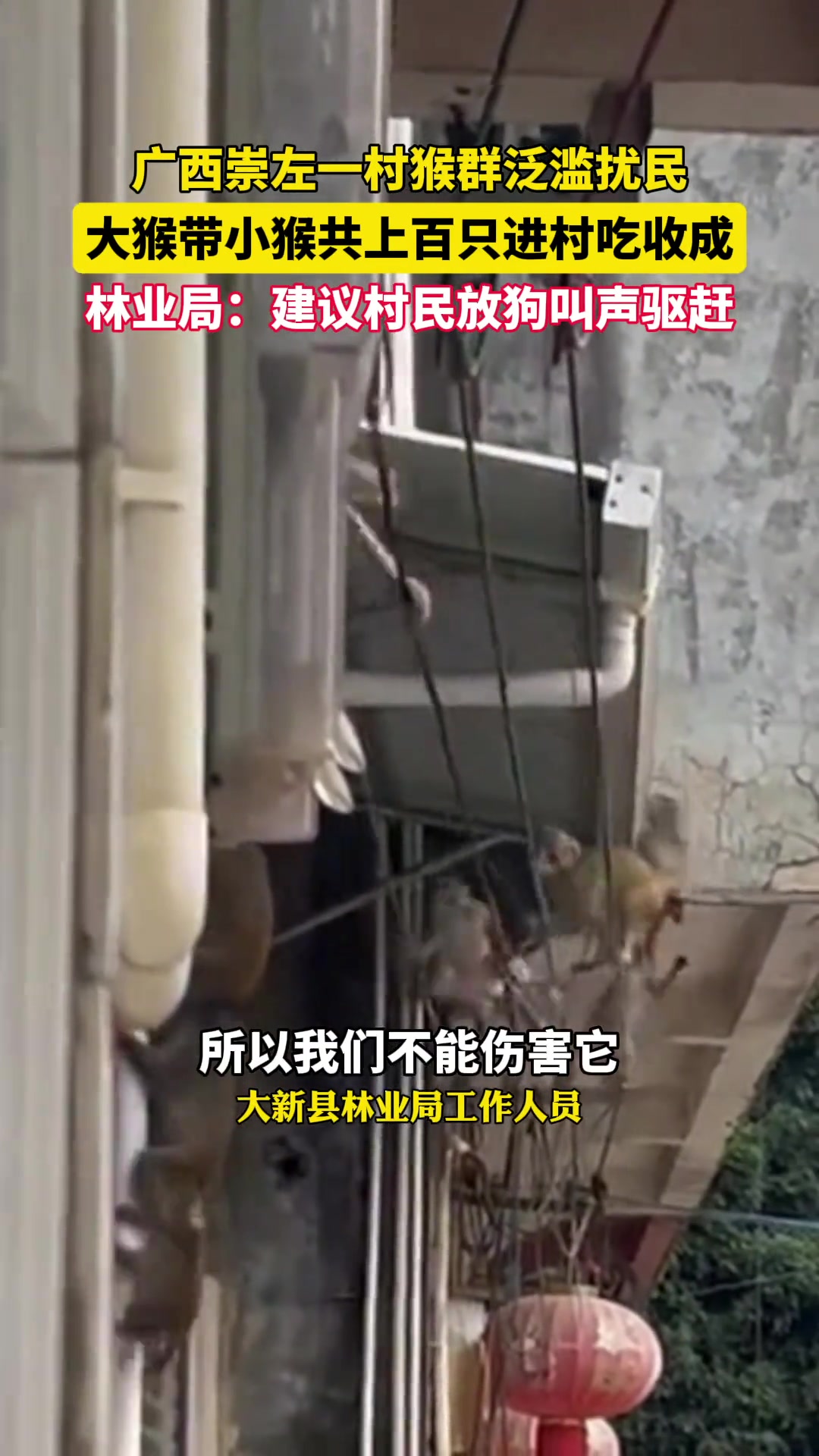 广西有村民反映村中猴子泛滥，成群结队乱窜、吃粮食