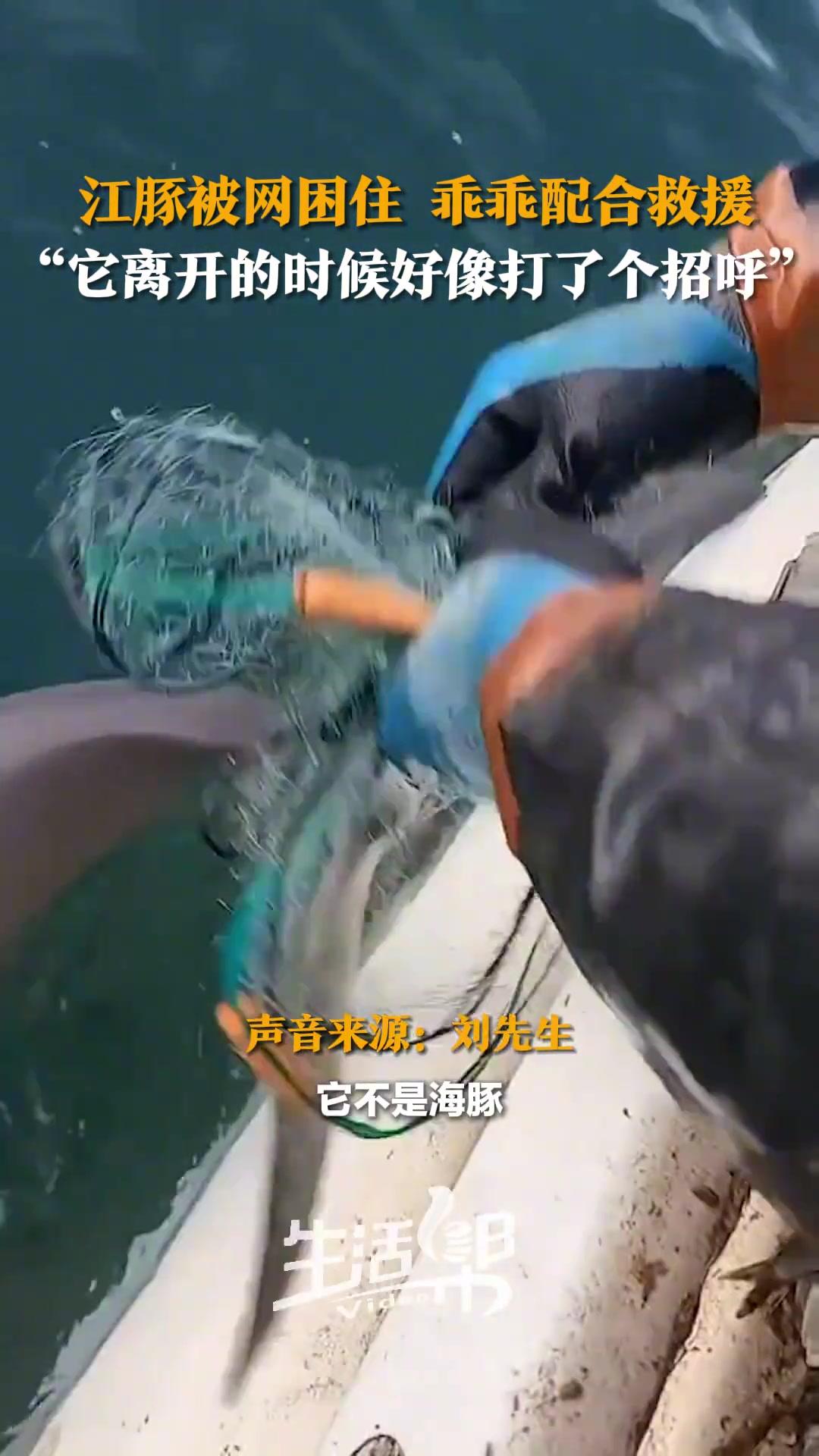 海钓时发现一只江豚被渔网缠住于是出手相助把江豚解救出来