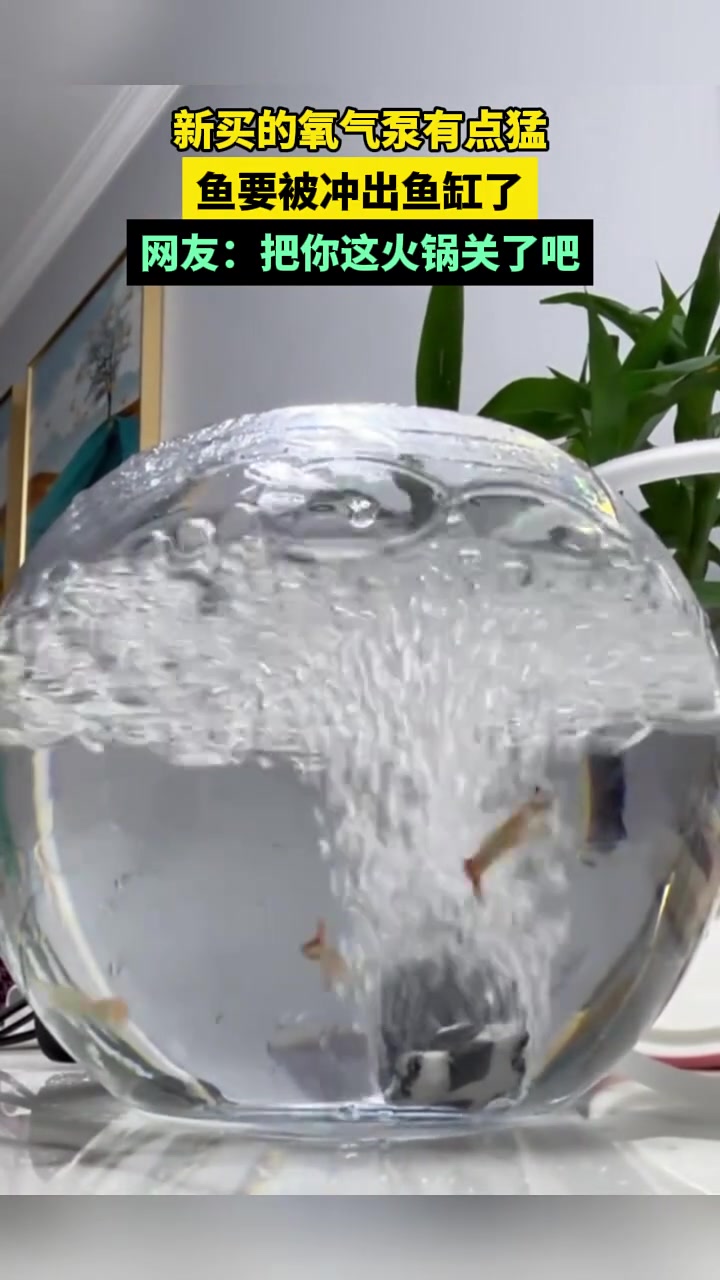 新买的氧气泵有点猛，鱼要被冲出鱼缸了网友：把你这火锅关了吧