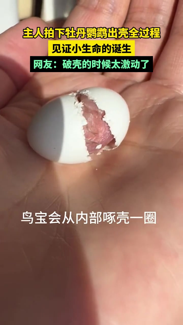 主人拍下牡丹鹦鹉出壳全过程，见证小生命的诞生