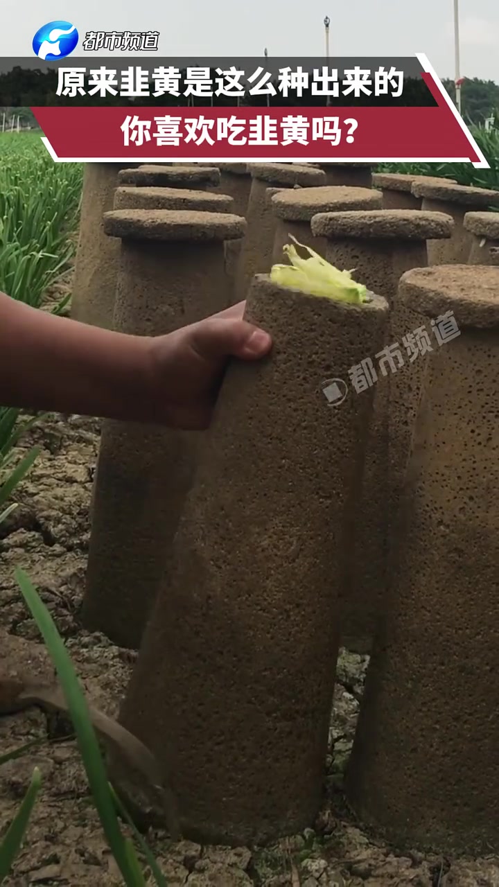 原来韭黄是这么种出来的，你喜欢吃韭黄吗