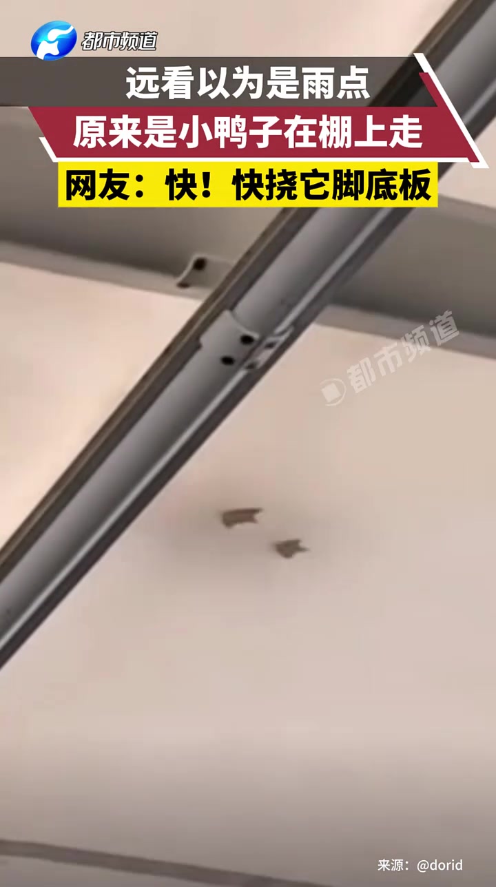 远看以为是雨点，原来是小鸭子在棚上走网友：快！快挠它脚底板