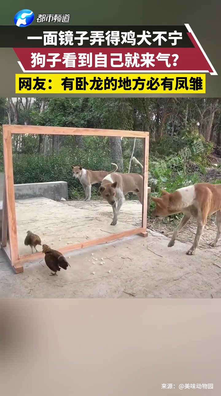 一面镜子弄得鸡犬不宁，狗子看到自己就来气