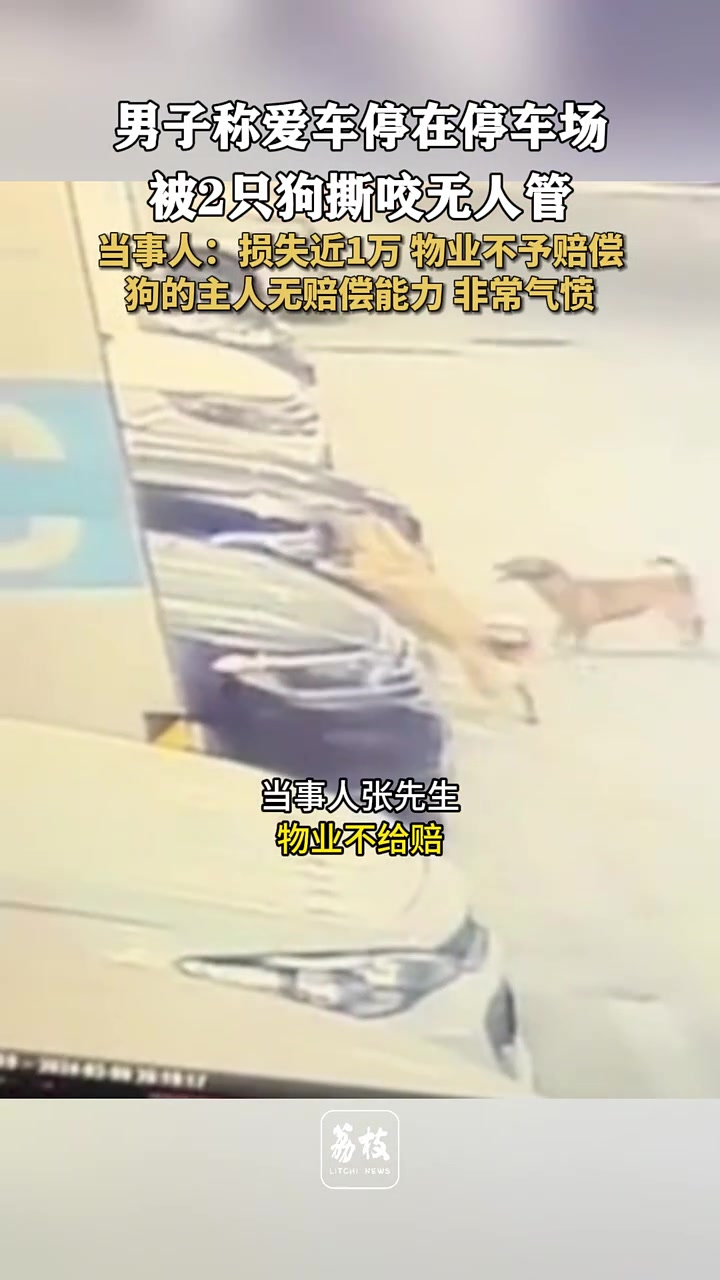 “男子称车被2狗撕咬无人管：损失近1万物业不予赔偿