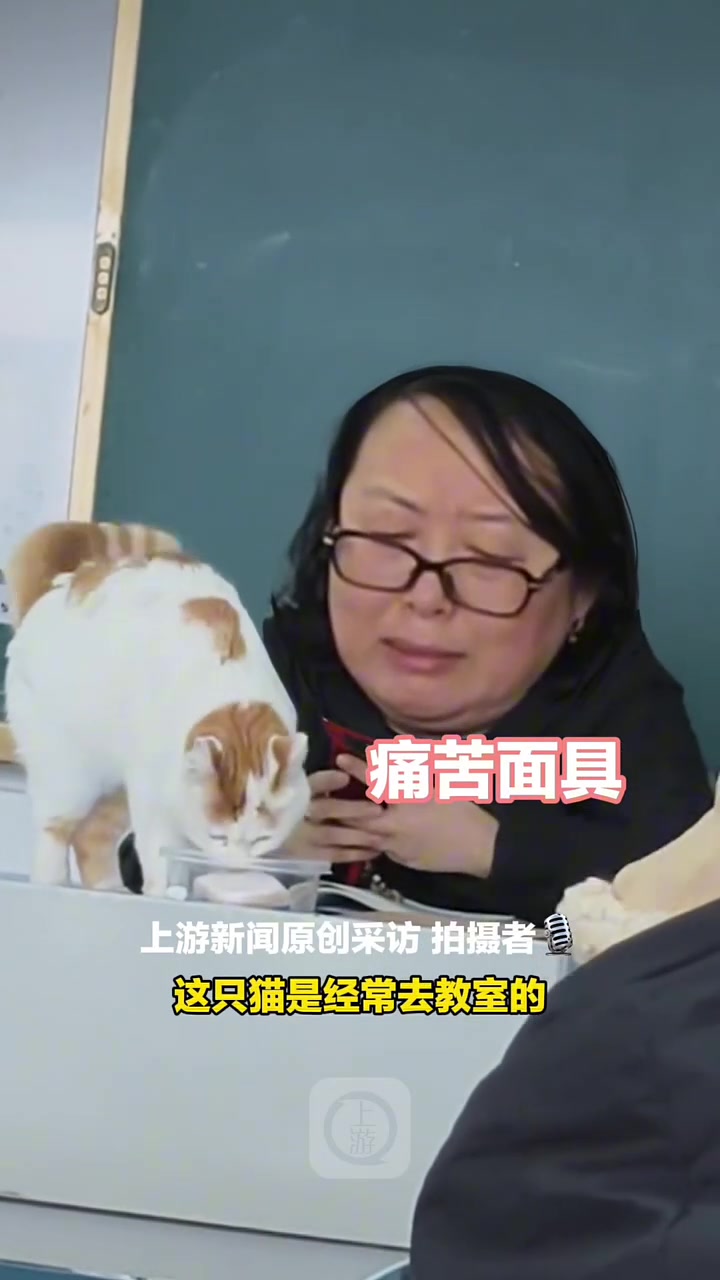 猫学长跳上讲台巡视，老师戴上痛苦面具