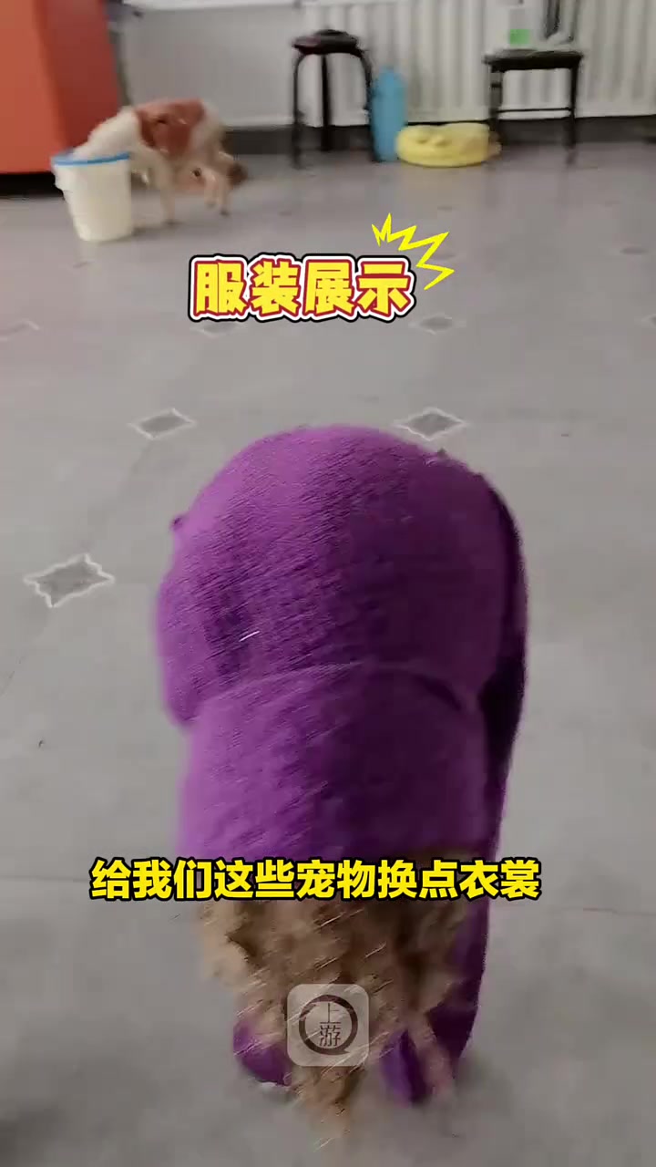 “天冷了主人给家中所有宠物套上衣服网友：果然紫色最有韵味