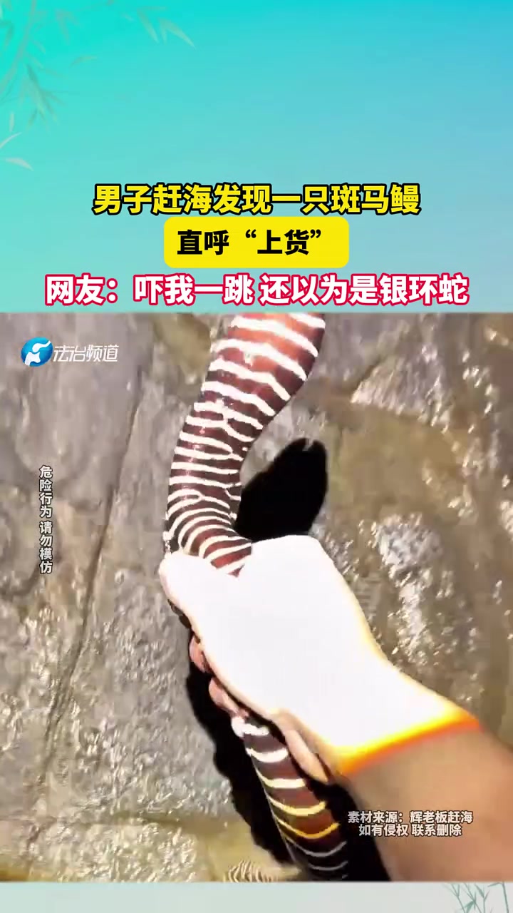 男子发现斑马鳗直呼“上货”，网友吓我一跳还以为是银环蛇！