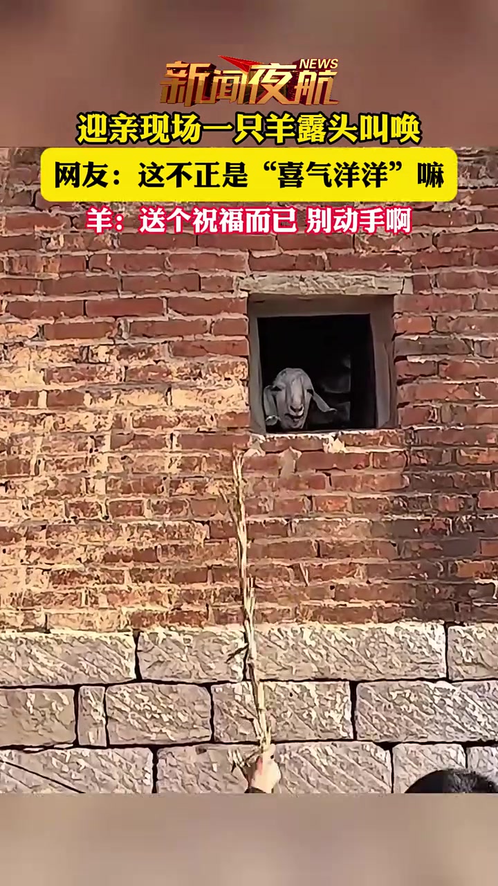 迎亲现场一只羊露头叫唤，这不正是“喜气洋洋”嘛