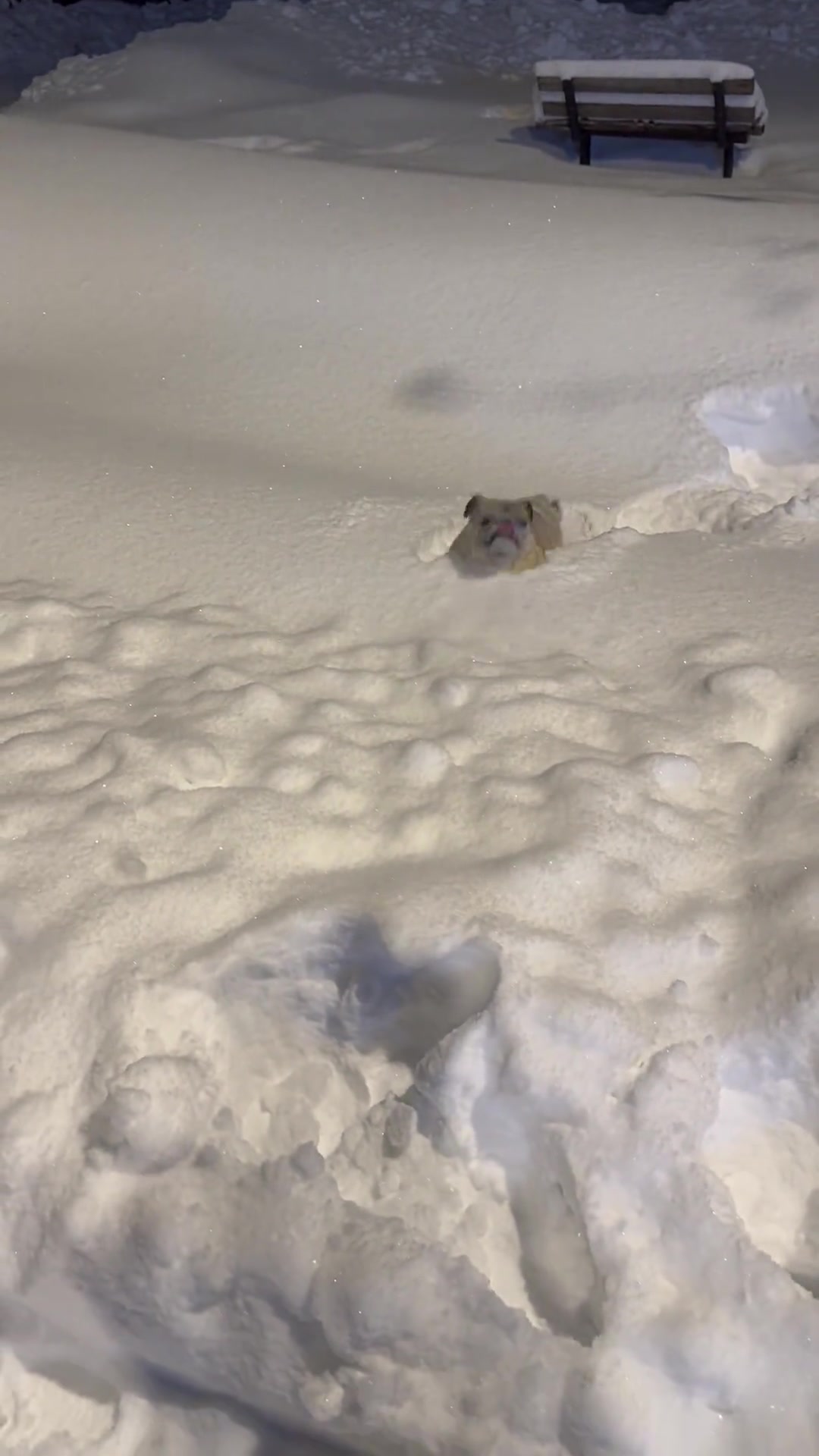 下雪就得这样玩东北小狗专属的快乐