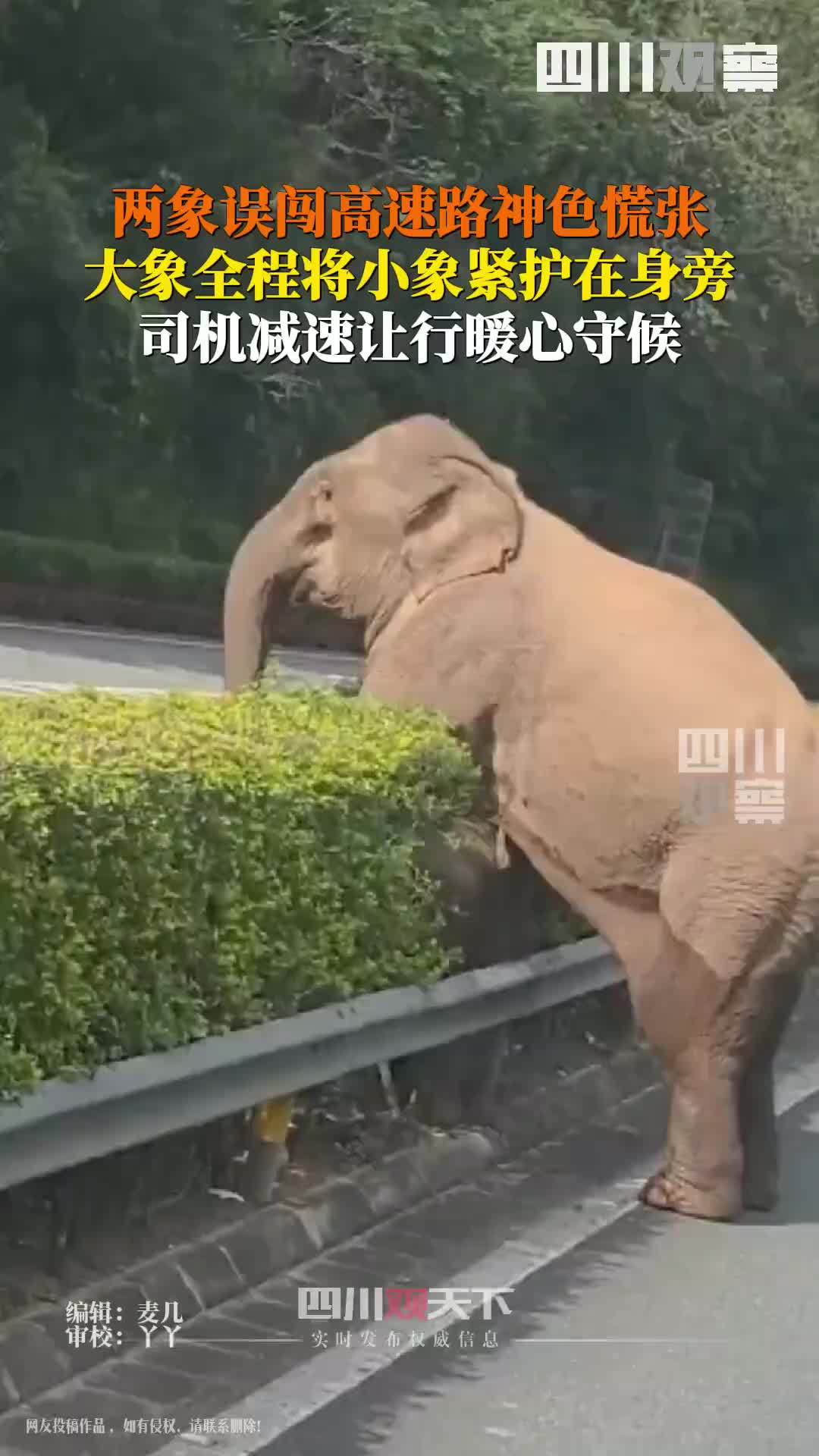 两象误闯高速路神色慌张大象紧紧将小象护在身边