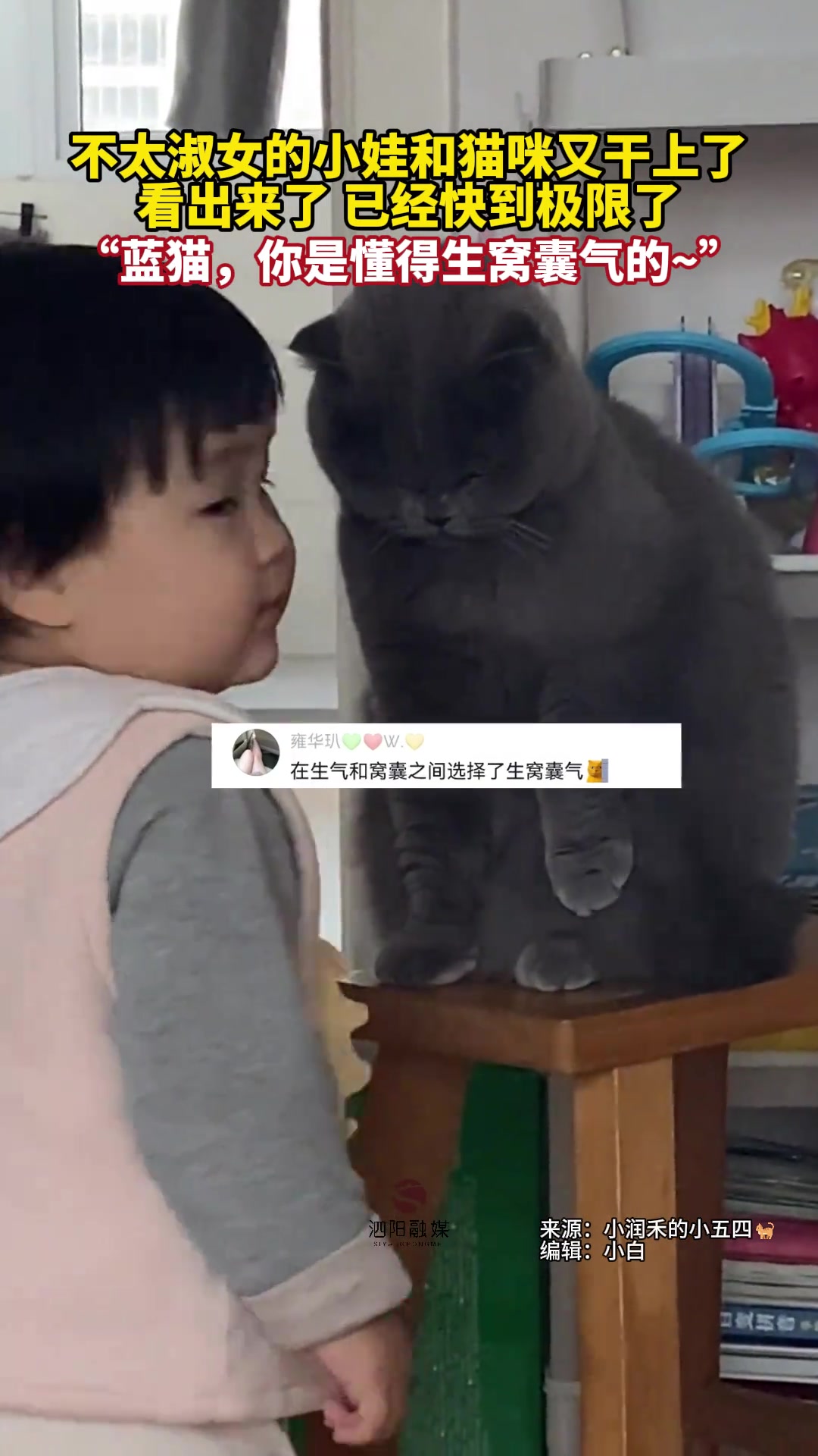 不太淑女的小娃和猫咪又干上了