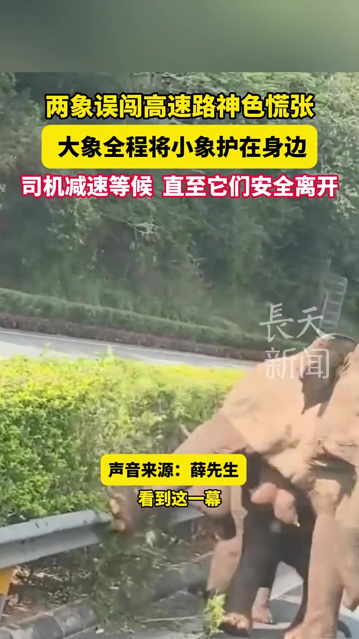 两象误闯高速路神色慌张，大象全程将小象护在身边！