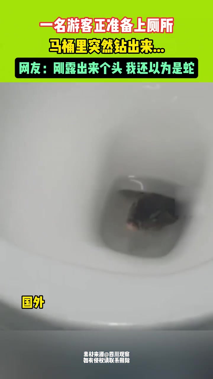 一名游客正准备上厕所，马桶里突然钻出来...