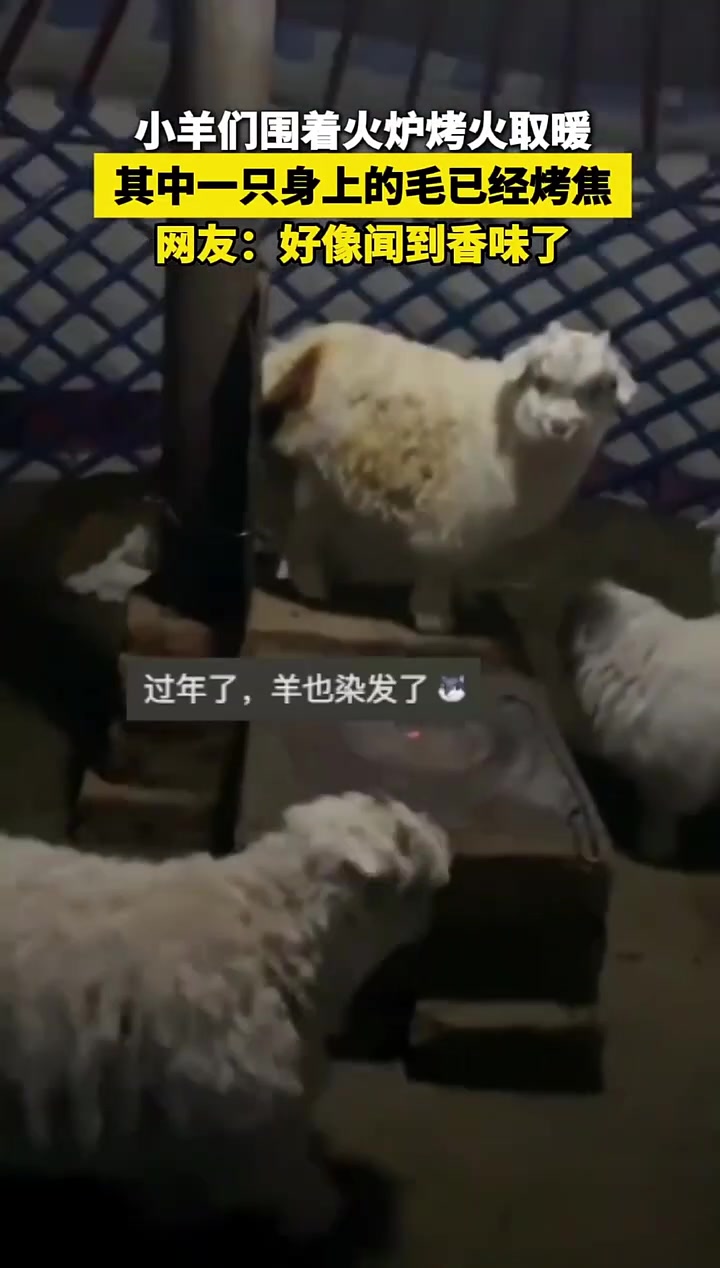 小羊们围着火炉烤火取暖，其中一只羊身上的毛已经烤焦！