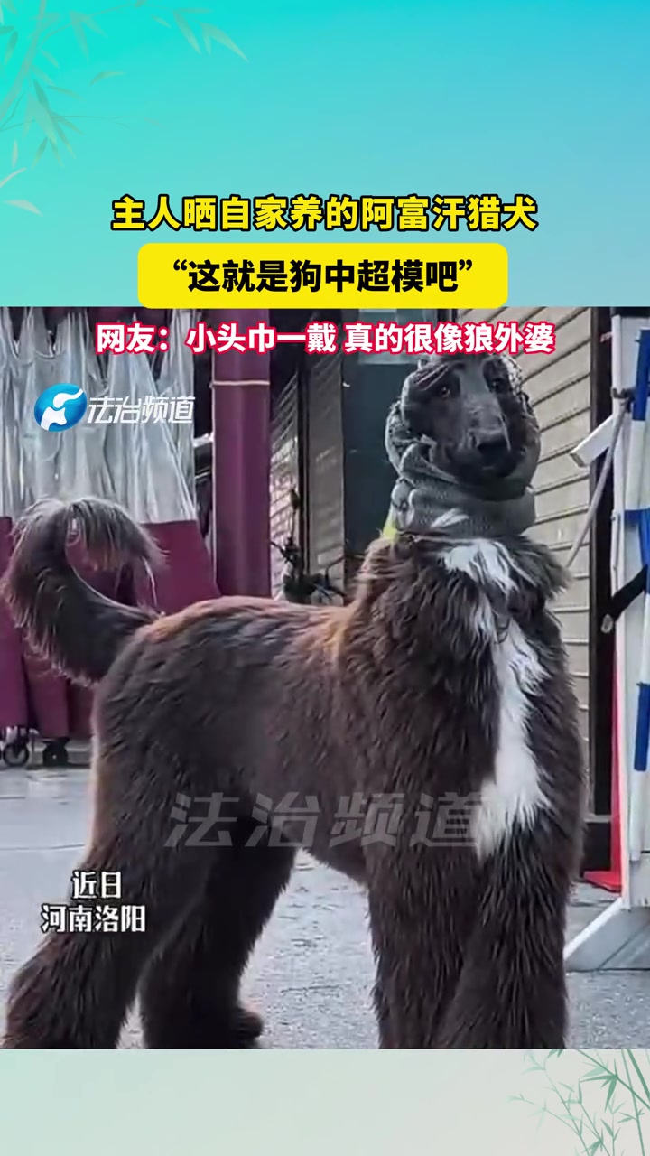 主人晒自家养的阿富汗猎犬
