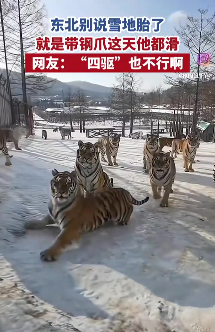 威严碎了一地！捡不起来一点