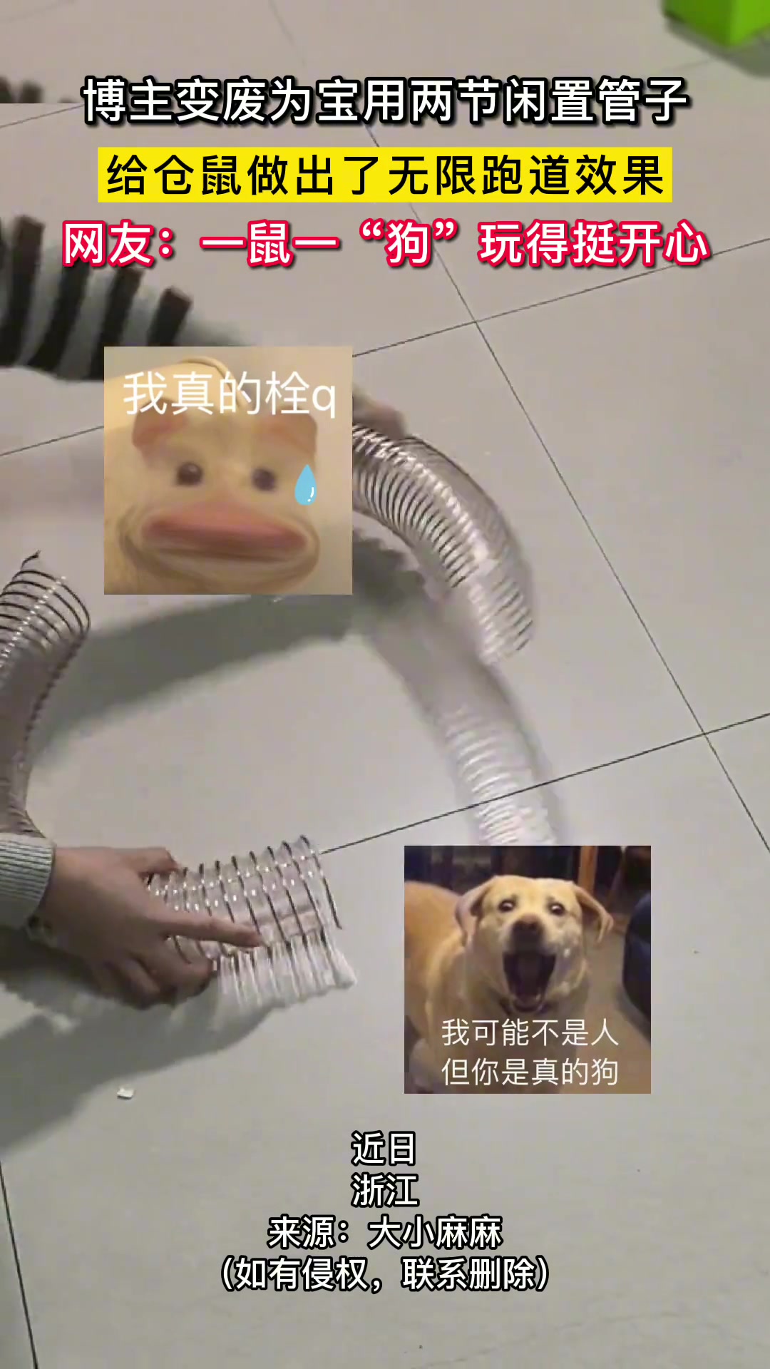 主人用两节管子为仓鼠打造跑不出的隧道网友：你是真的狗