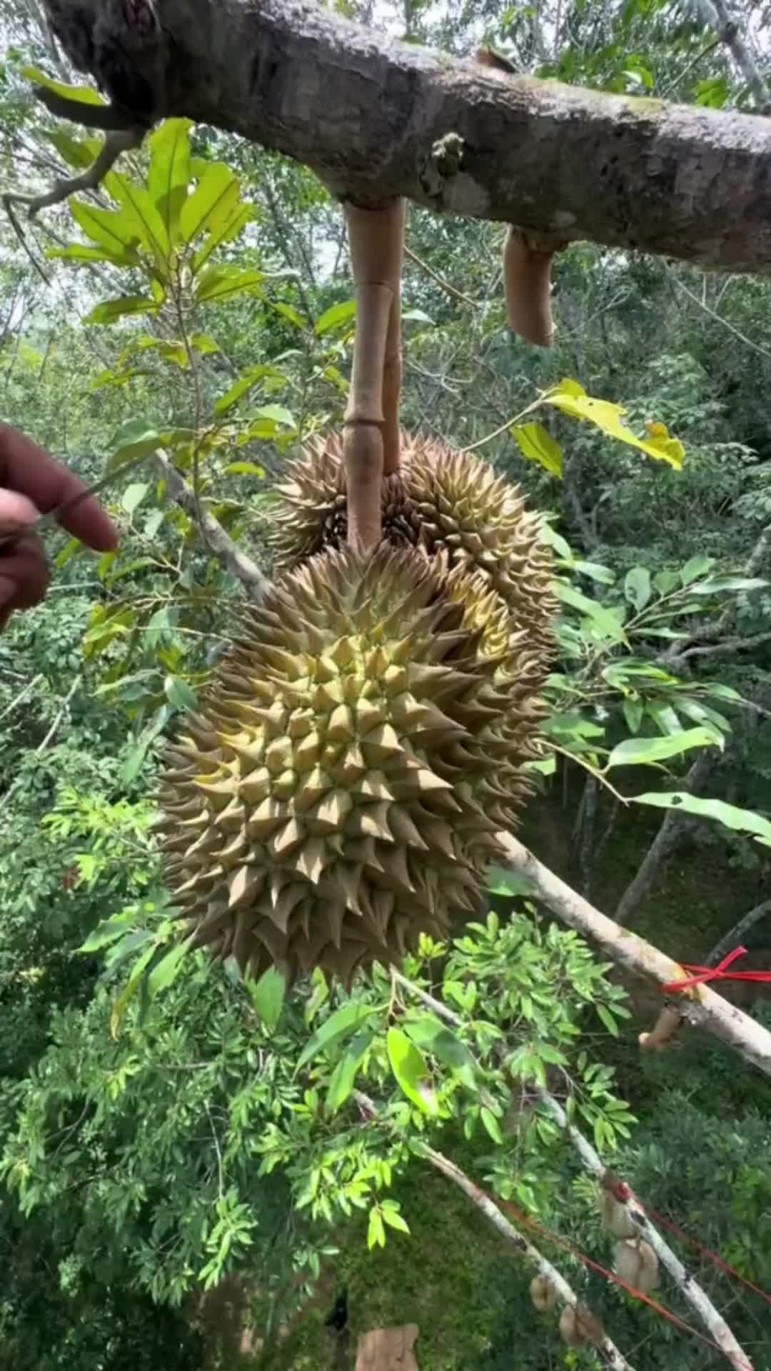 都说榴莲太贵，带你看着采摘过程，你就知道贵的原因了！
