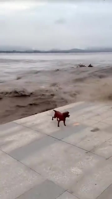 狗都蒙了，找不到方向！