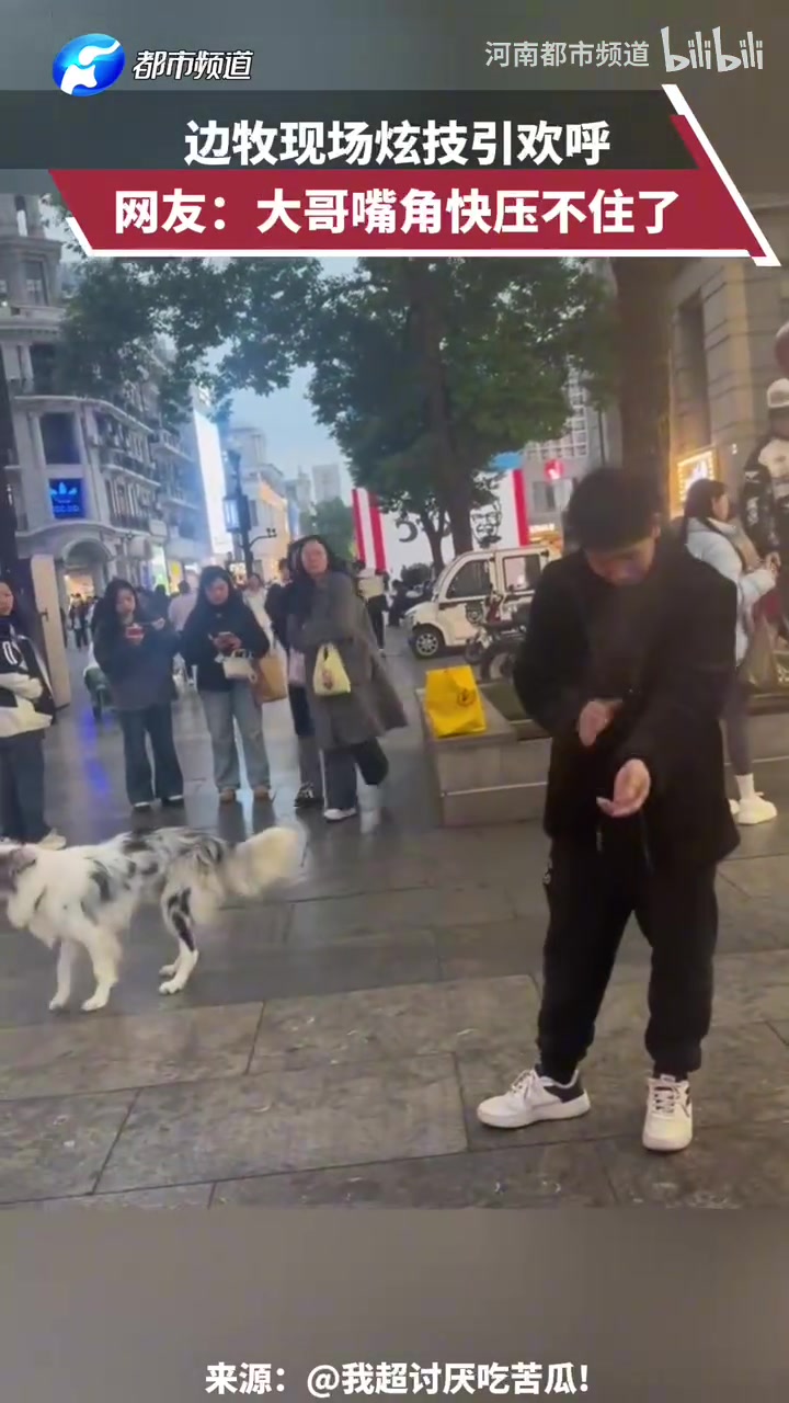 边牧现场炫技引欢呼，网友：大哥嘴角快压不住了