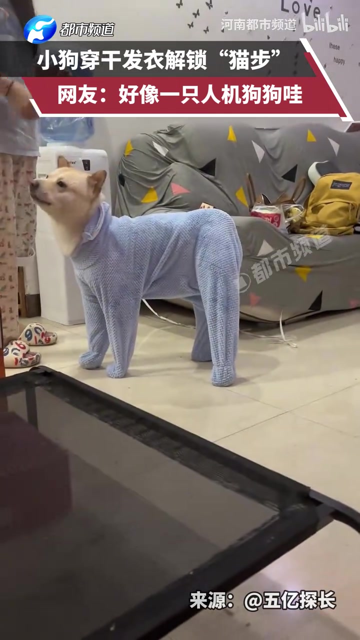 小狗穿干发衣解锁“猫步”，网友：好像一只人机狗狗哇