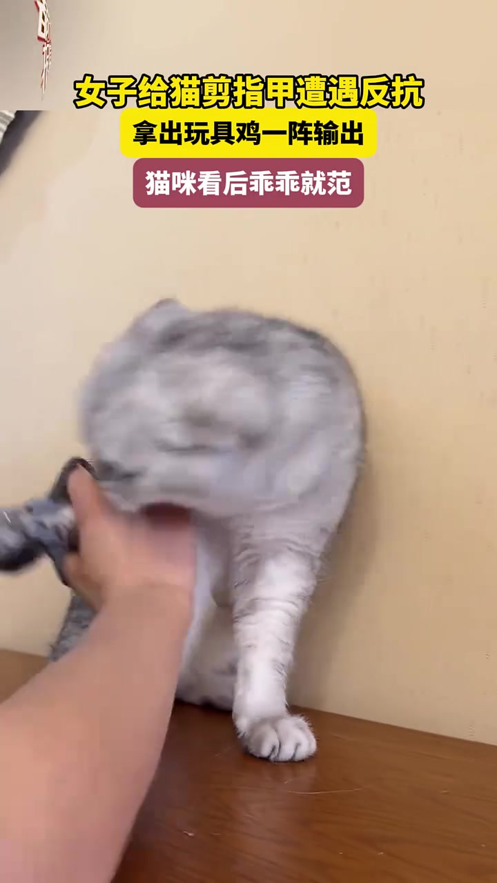 女子给猫剪指甲遭遇反抗，拿出玩具鸡一阵输出，猫咪看后乖乖就范