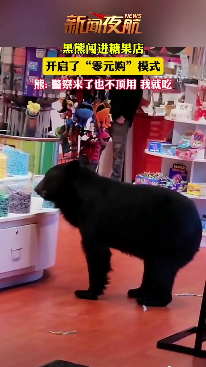 黑熊进糖果店“零元购”，警察来了也无济于事！