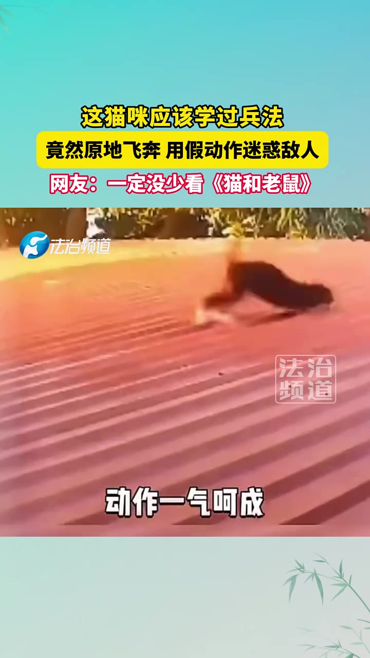 这猫咪绝对学过兵法，竟然原地飞奔用假动作迷惑敌人