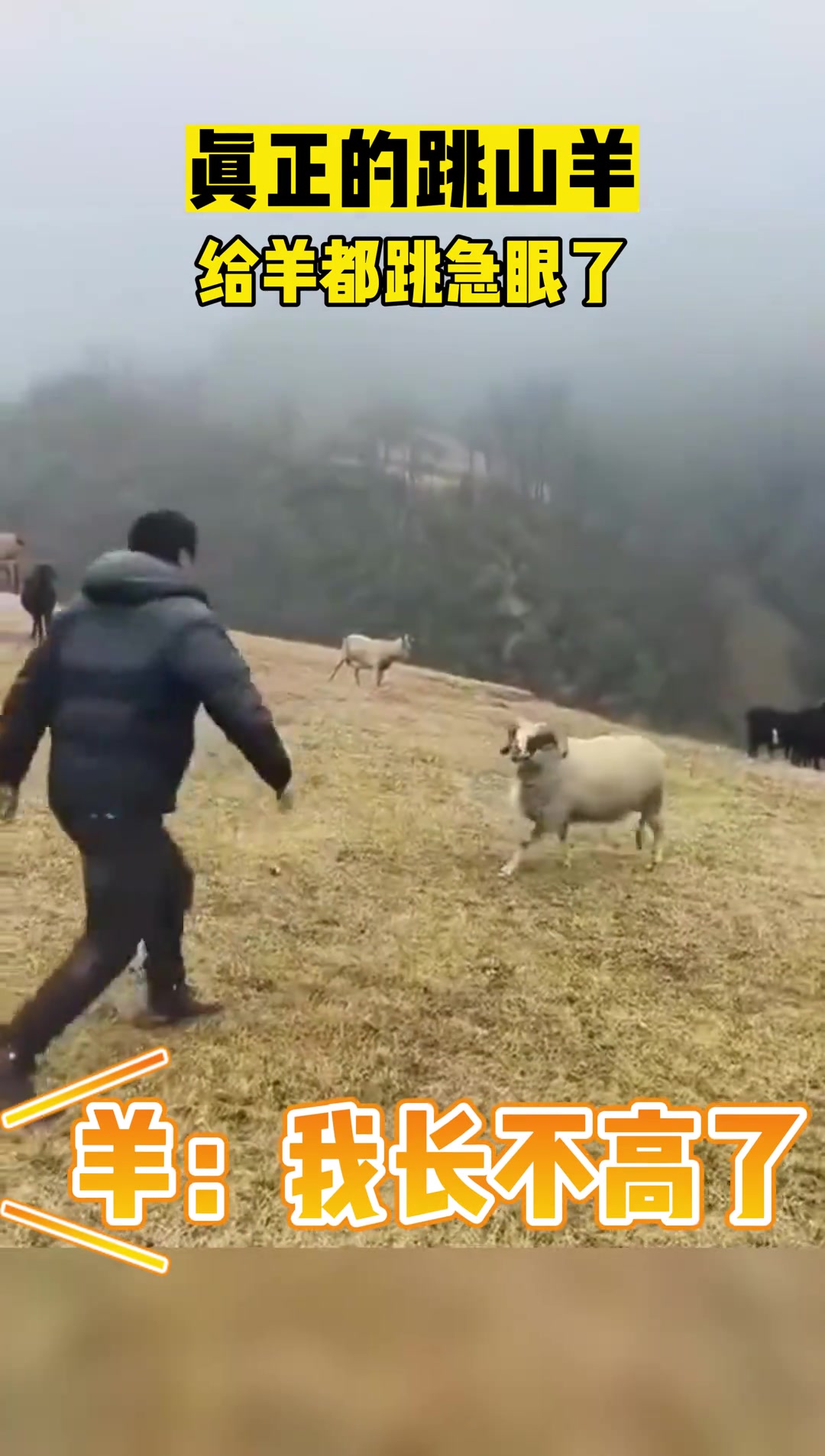 真正的山羊跳！给山羊都跳急眼了