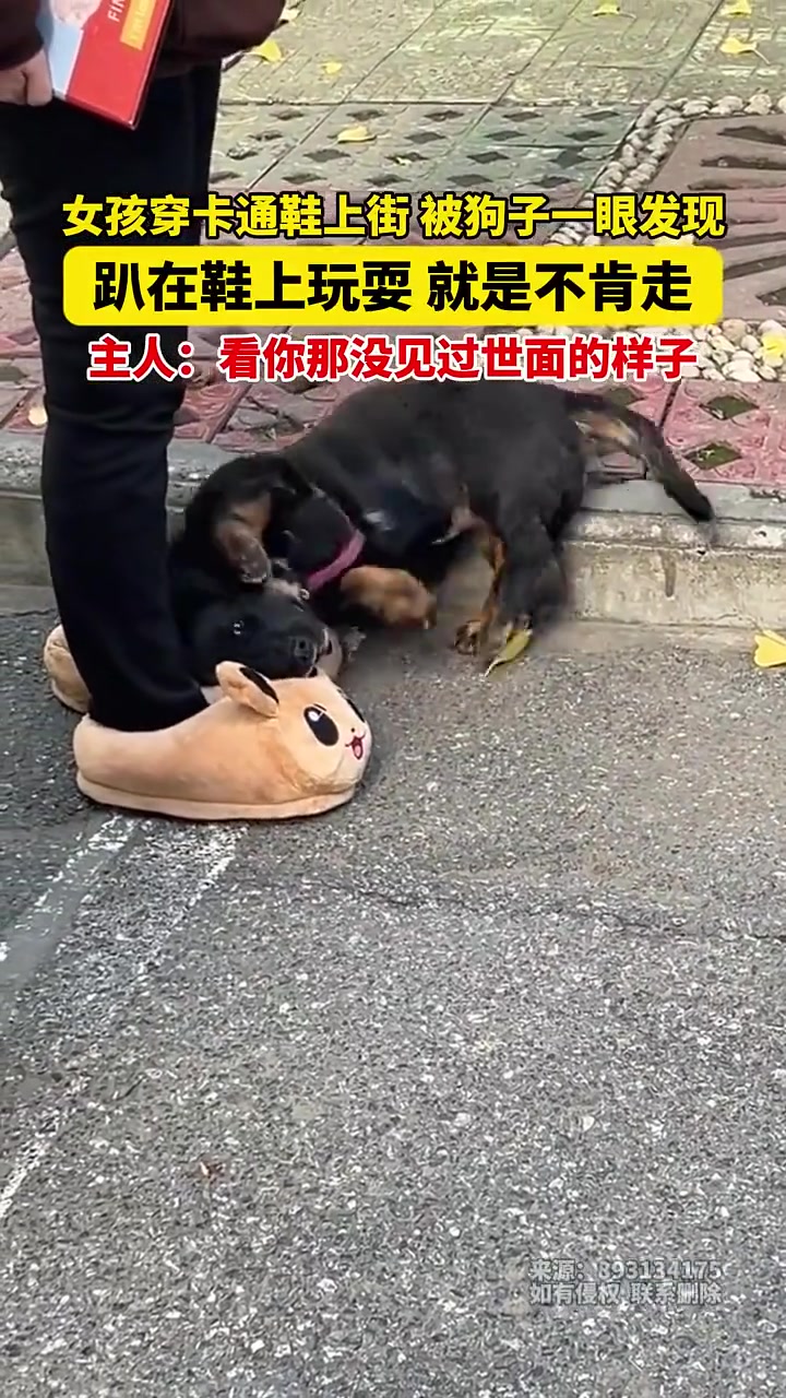 主人：看你那没见过世面的样子