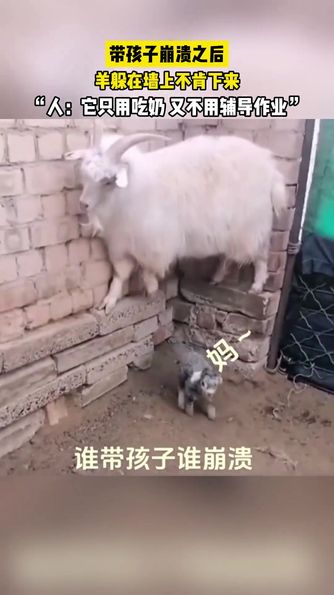 不分物种，果然谁带孩子谁崩溃啊！山羊都得趴墙上躲着