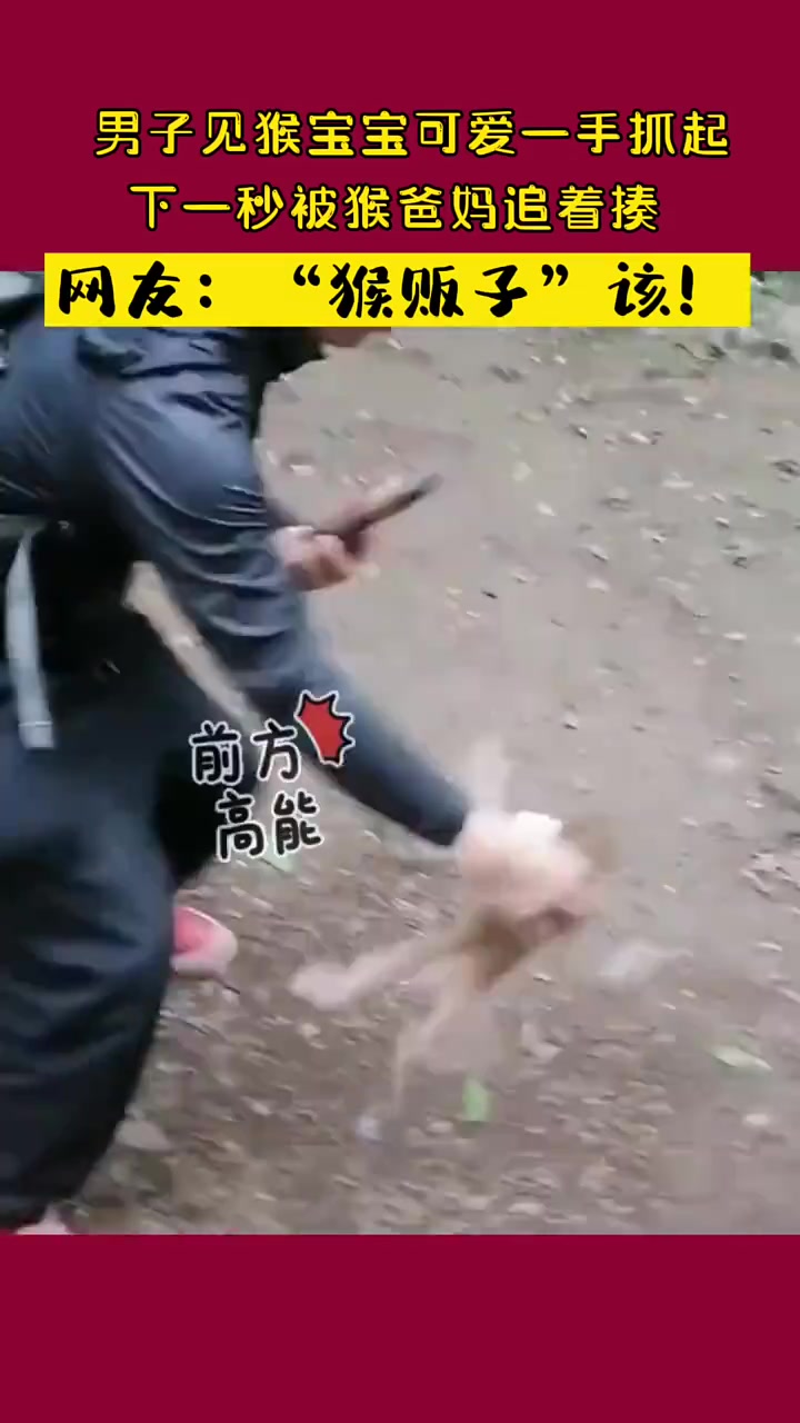 男子见猴宝宝可爱一手抓起下一秒被猴爸猴妈追着揍