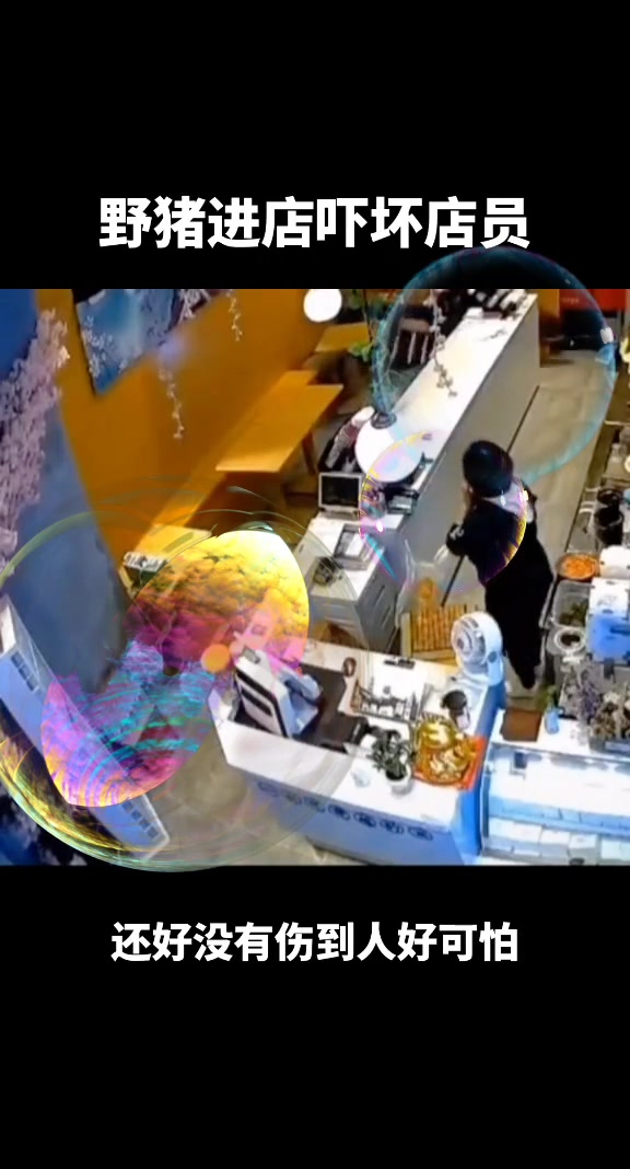 可怕！野猪进店吓坏店员幸好没有伤到人