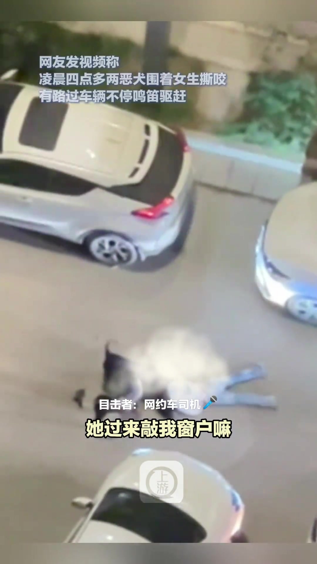 凌晨两恶犬围着女孩撕咬，路过车辆鸣笛驱赶恶犬又朝路人攻击