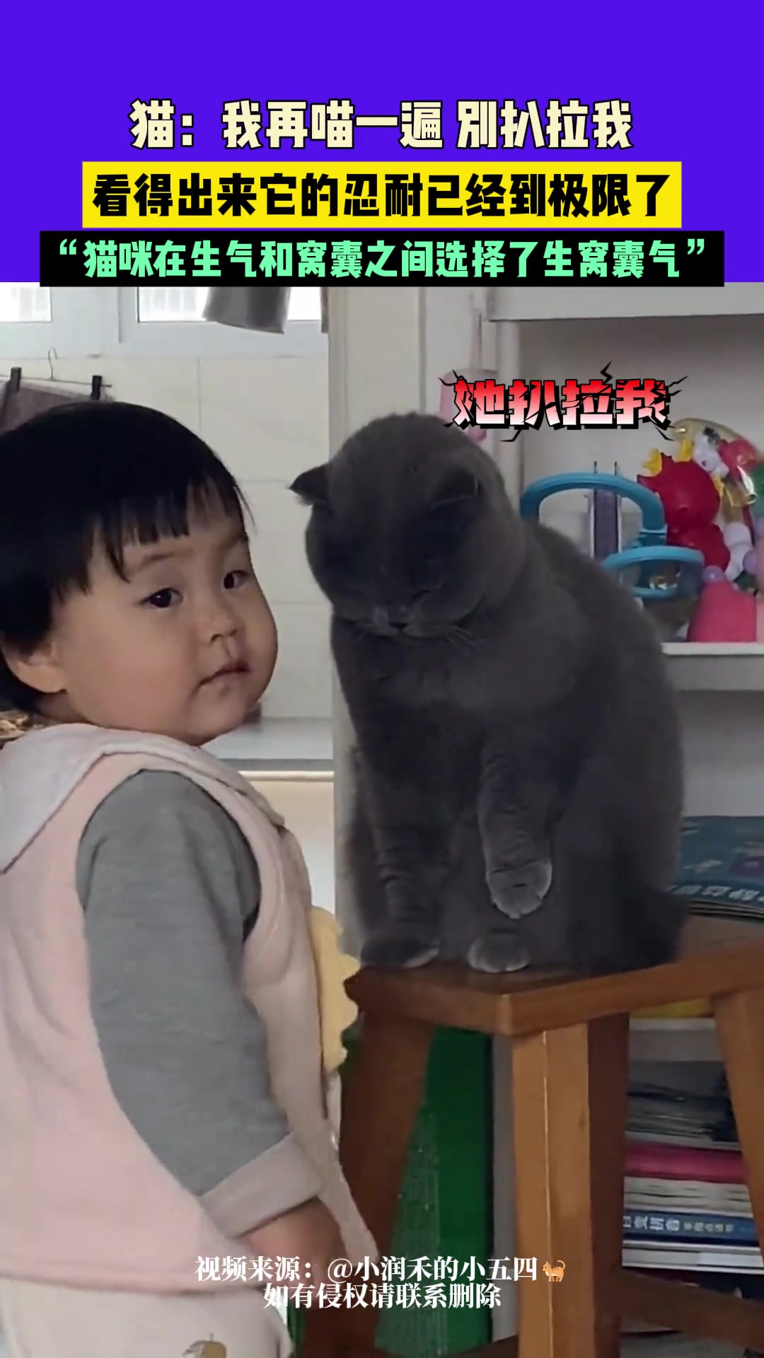 看得出来它的忍耐已经到极限了，猫咪选择了生窝囊气