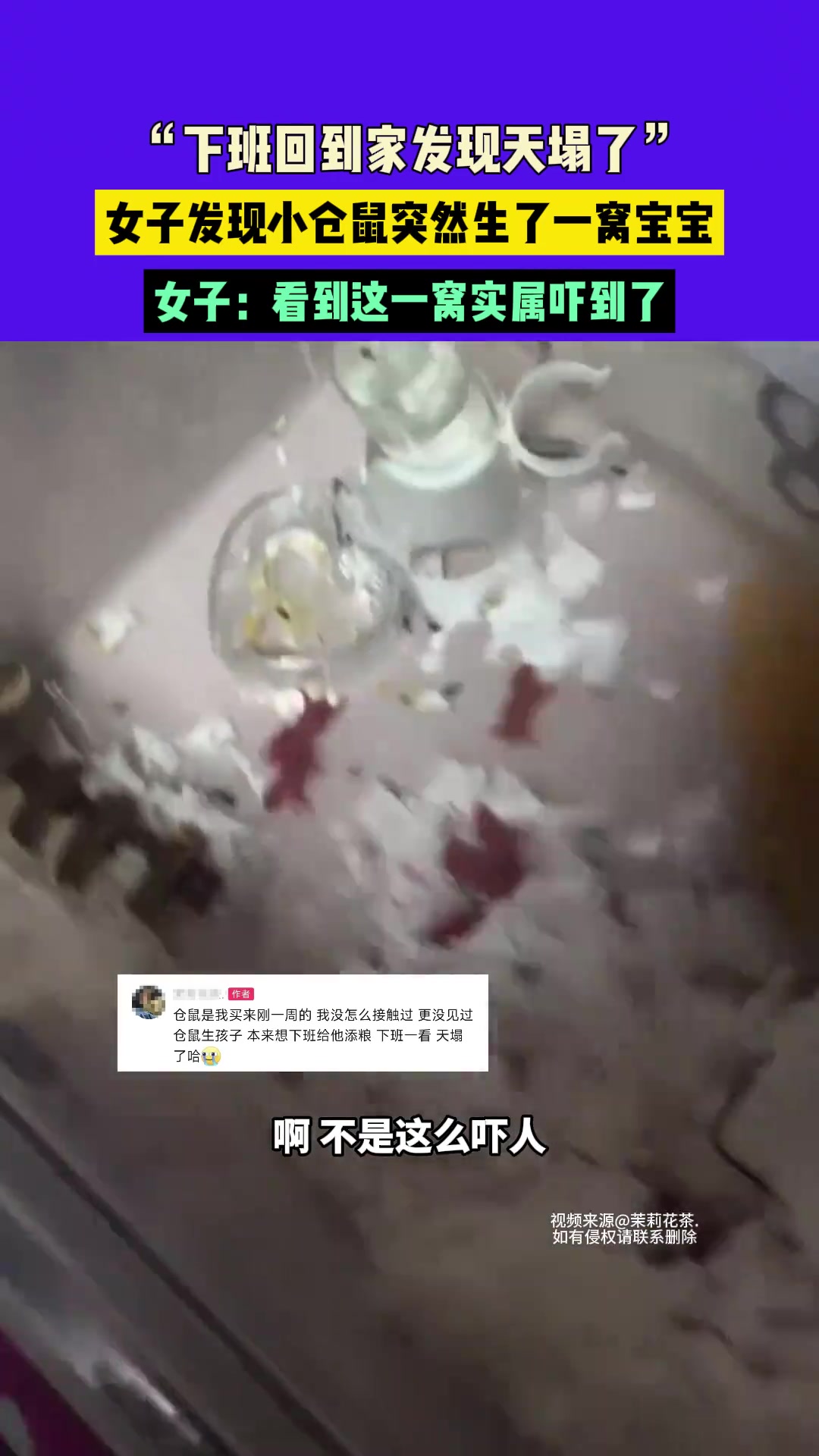 “下班回到家发现天塌了”，女子发现小仓鼠突然生了一窝宝宝