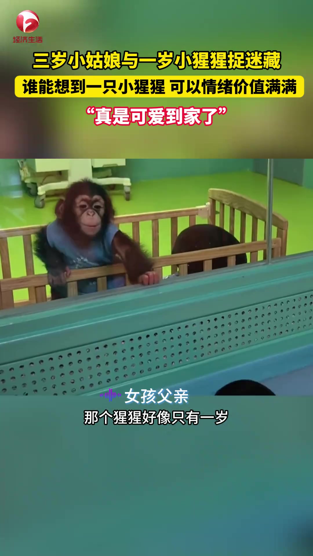 三岁小姑娘与一岁小猩猩躲猫猫场面超欢乐