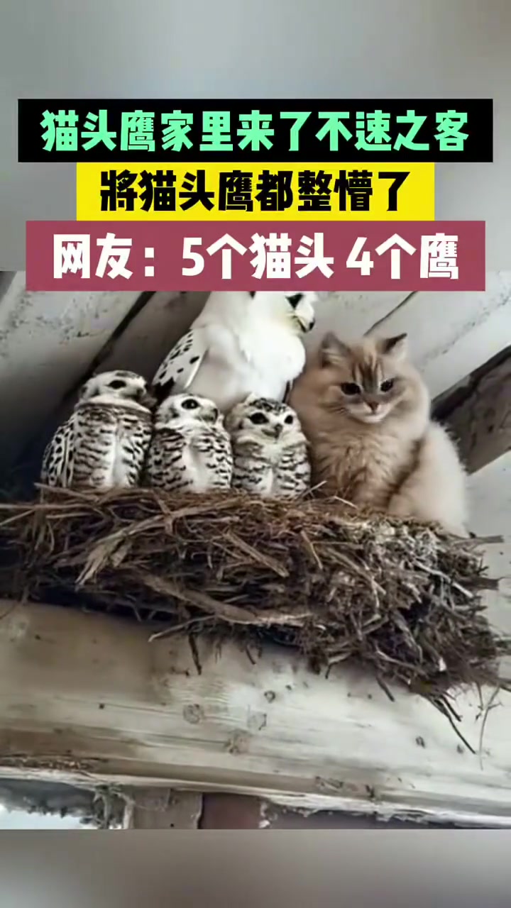 猫头鹰家里来了不速之客，将猫头鹰都整懵了