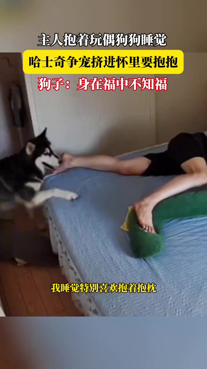 主人抱着玩偶狗狗睡觉，哈士奇争宠挤进怀里要抱抱