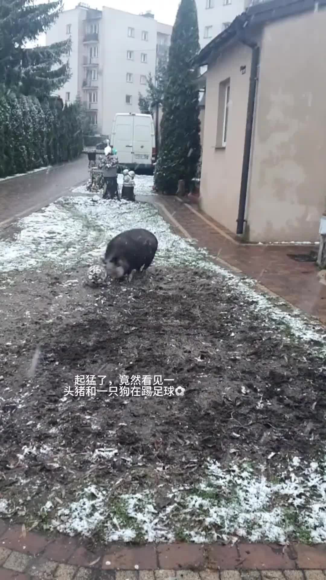 起猛了，出门竟然看到一只猪和一只狗在踢足球！