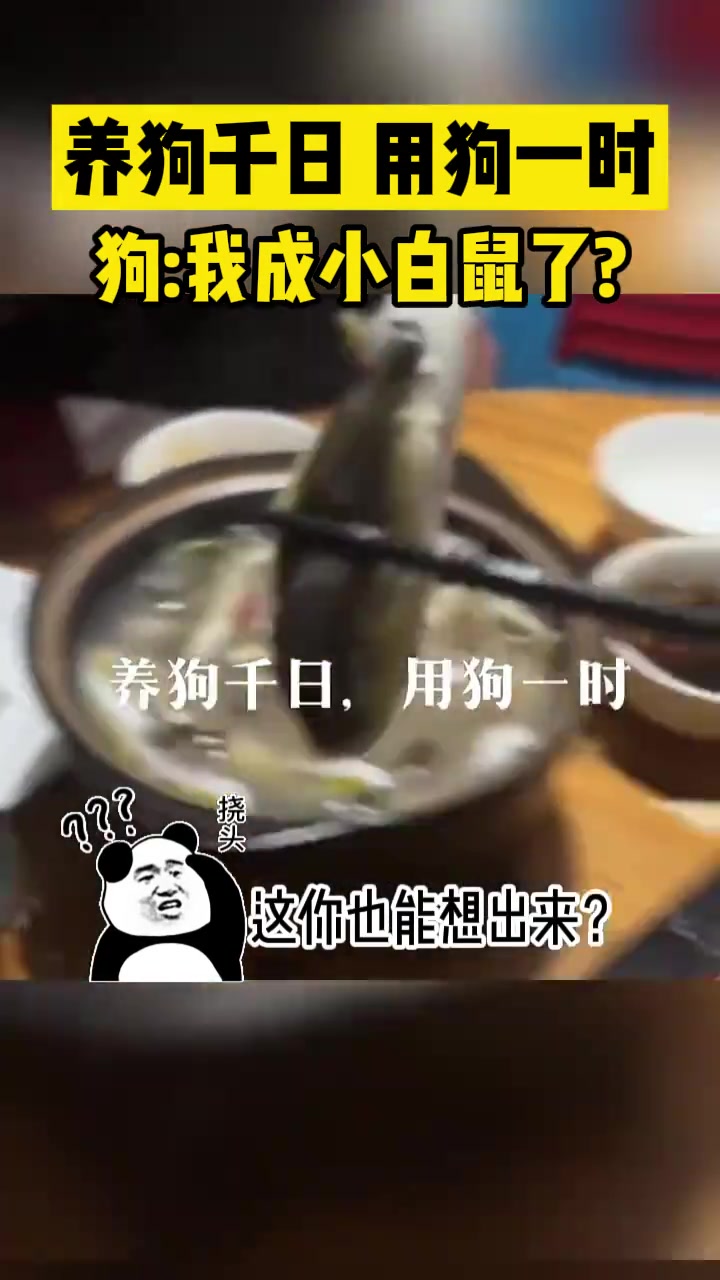 “养狗千日用狗一时”狗子：我成小白鼠了