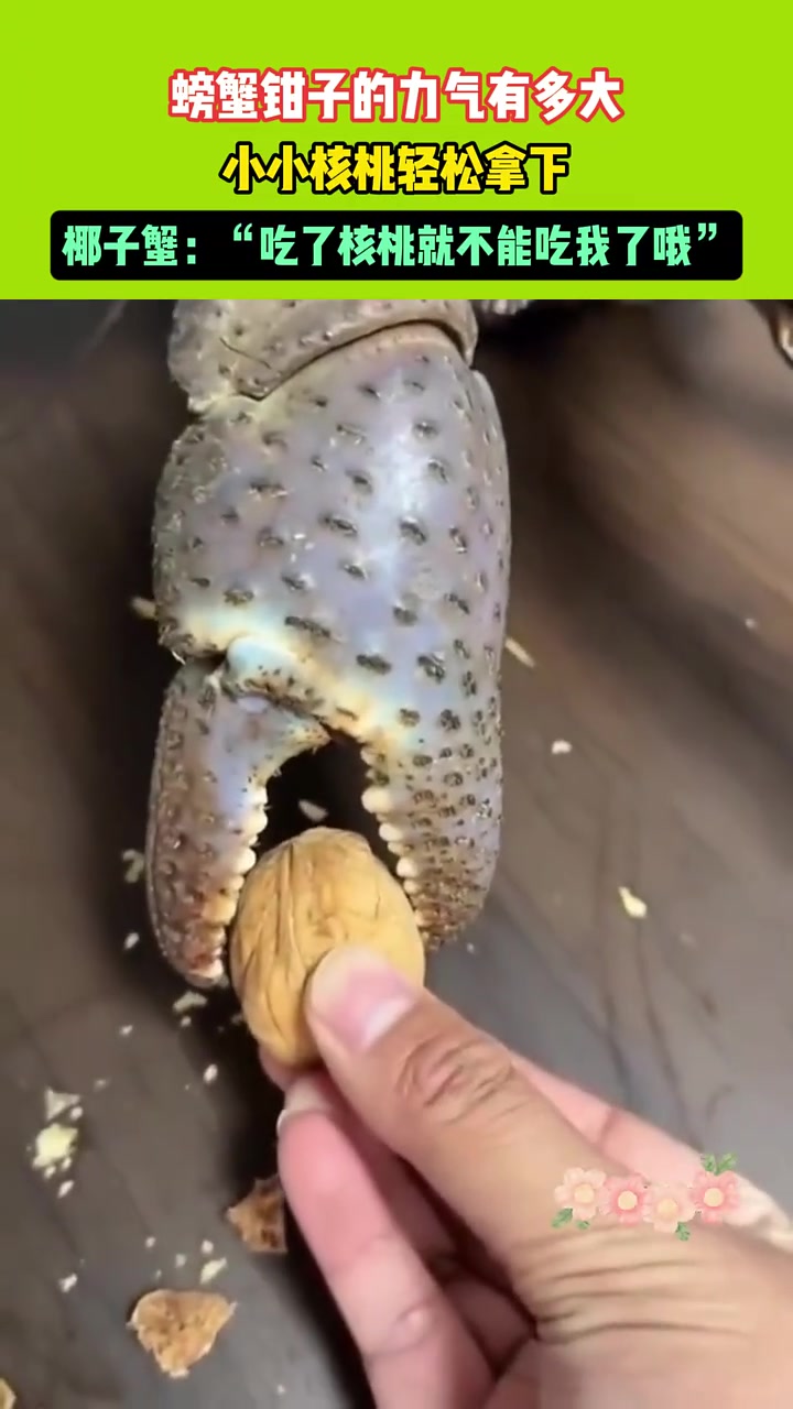 螃蟹钳子的力气有多大，小小核桃轻松拿捏