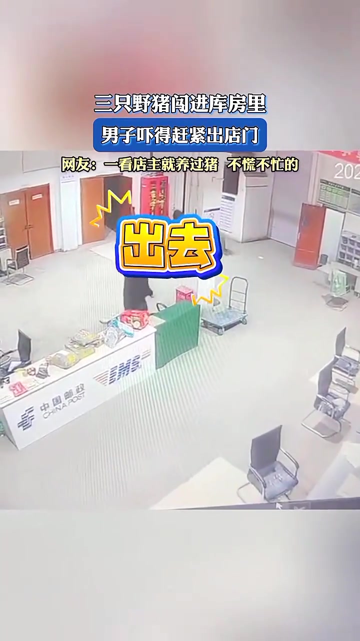 3只野猪闯进房里男子吓得赶紧出店门