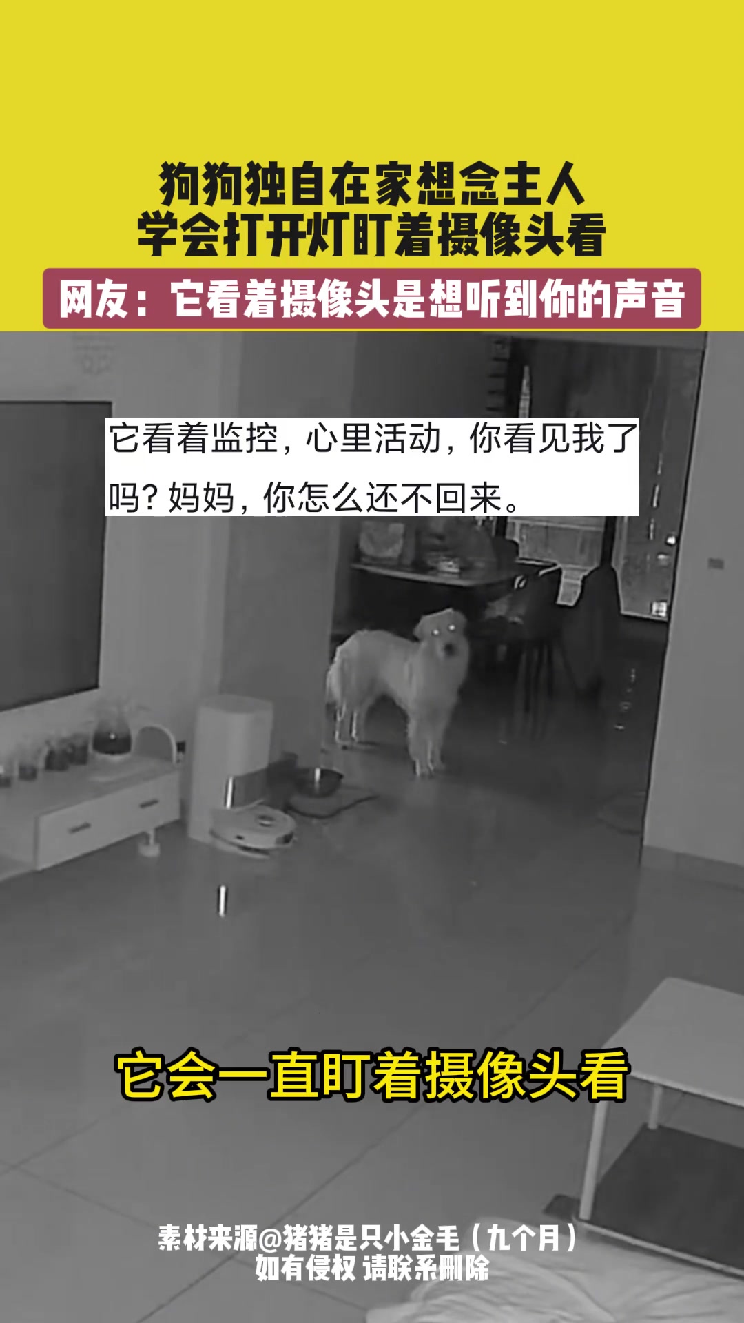 狗狗独自在家想念主人，学会打开灯盯着摄像头看