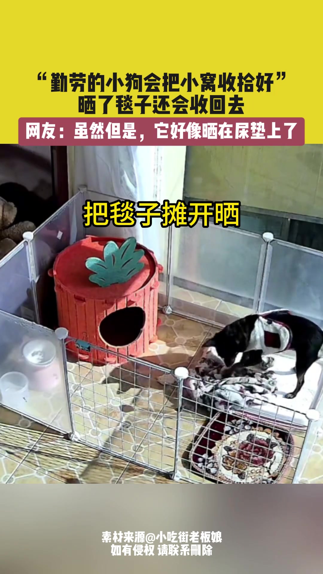 “勤劳的小狗会把小窝收拾好”，晒了毯子还会收回去