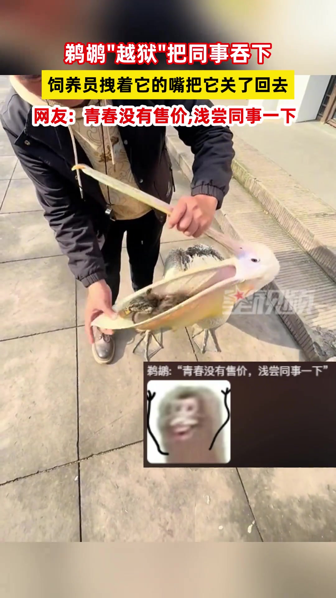 鹈鹕越狱把同事吞下饲养员拽着它的嘴把它关了回去