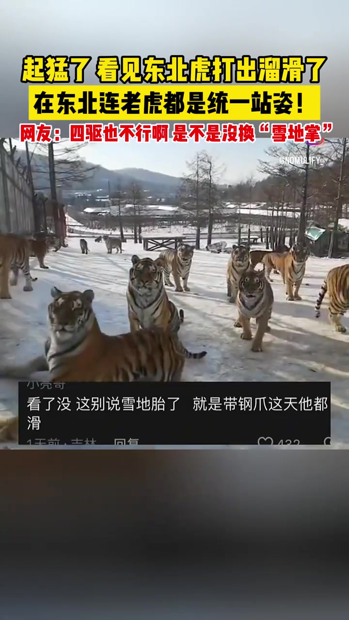 起猛了，看见东北虎在打出溜滑了！！！
